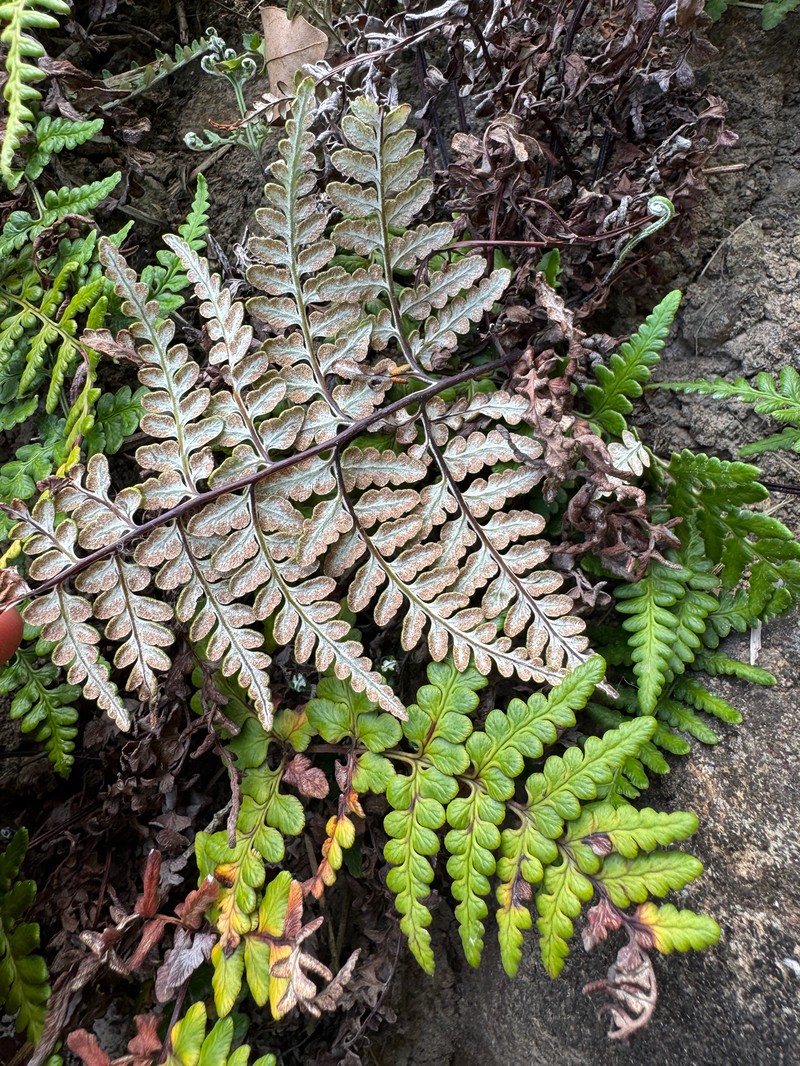 Pityrogramma chrysophylla var. gabrielae photo 4