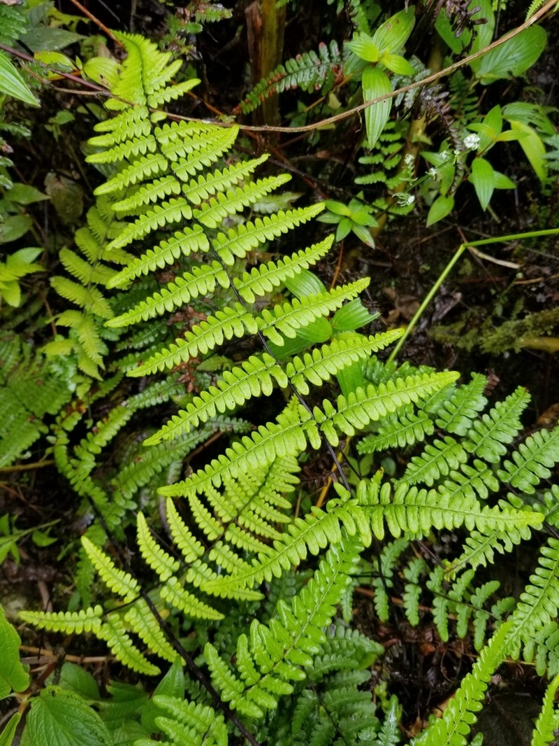 Pityrogramma dealbata