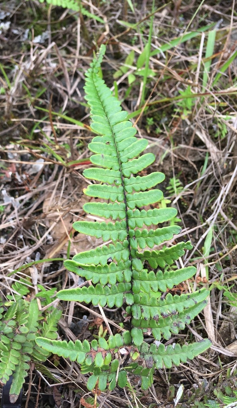 Pityrogramma dealbata photo 2