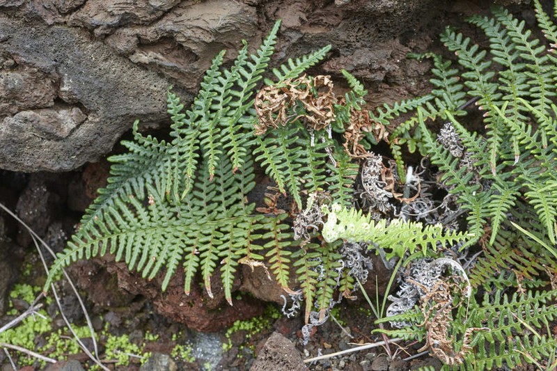 Pityrogramma dealbata photo 3