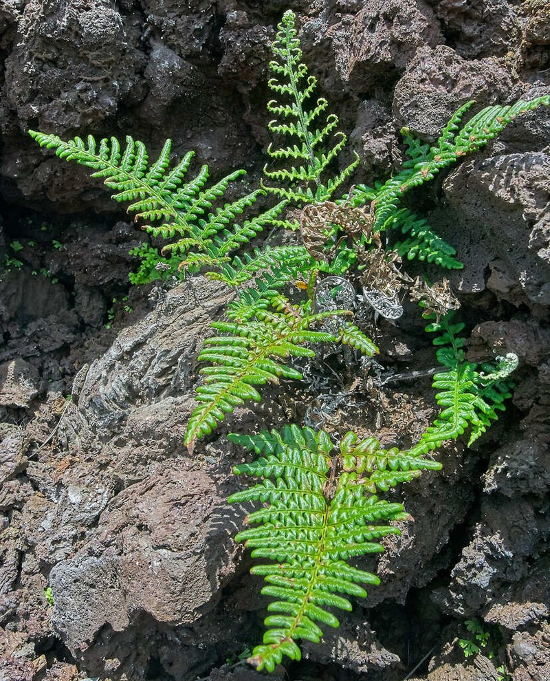 Pityrogramma dealbata photo 5