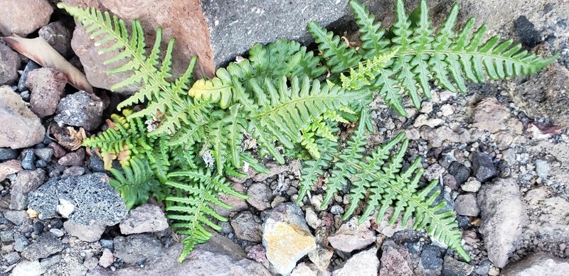 Pityrogramma dealbata photo 6