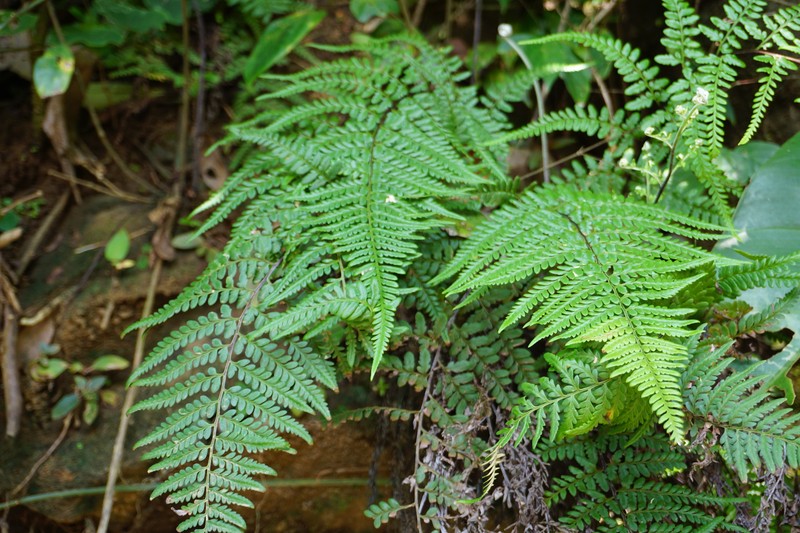 Pityrogramma dealbata photo 7