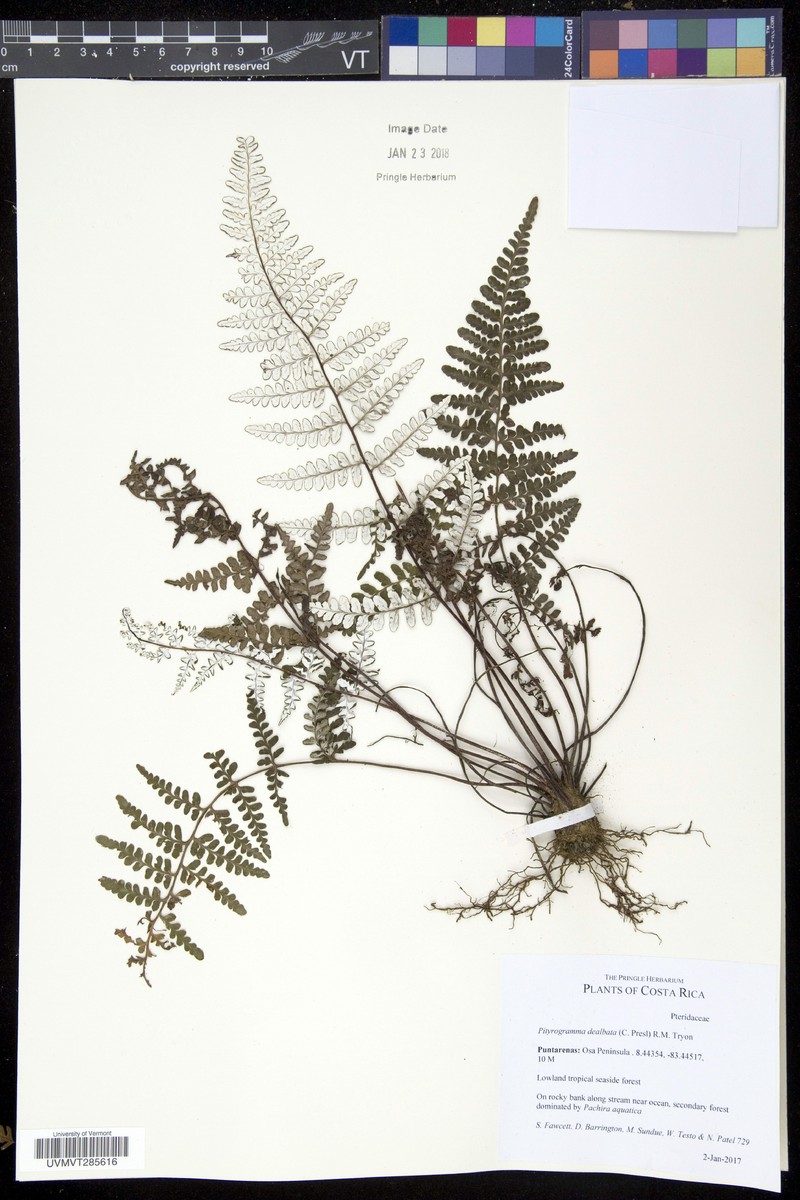 Pityrogramma dealbata photo 8