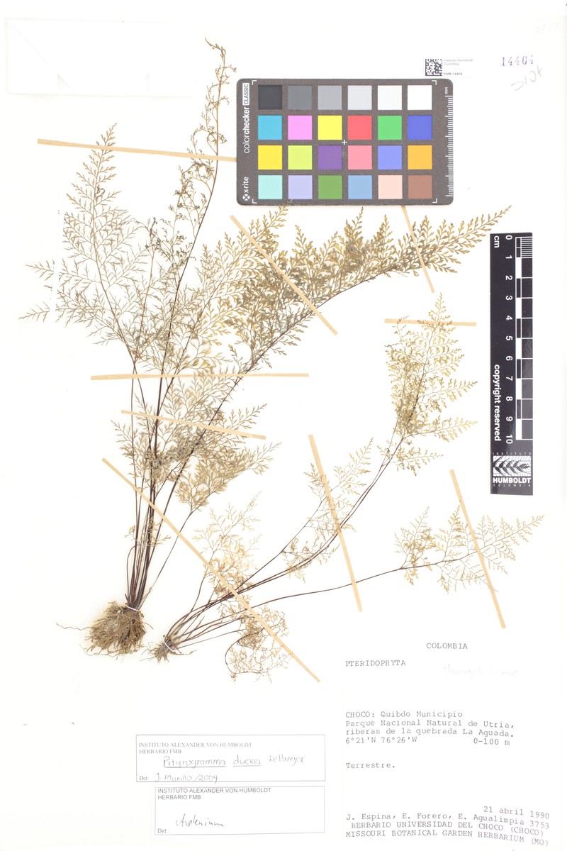 Pityrogramma dukei