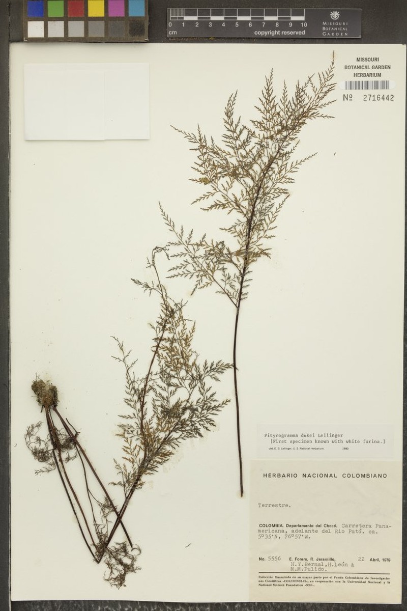 Pityrogramma dukei photo 2