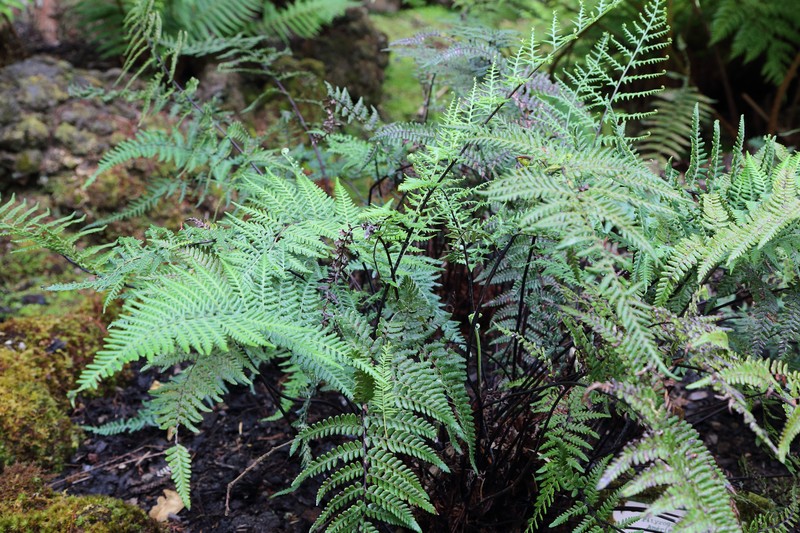Mountain Silverback Fern