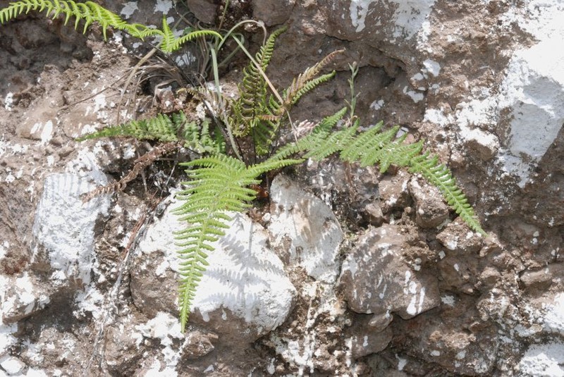 Mountain Silverback Fern