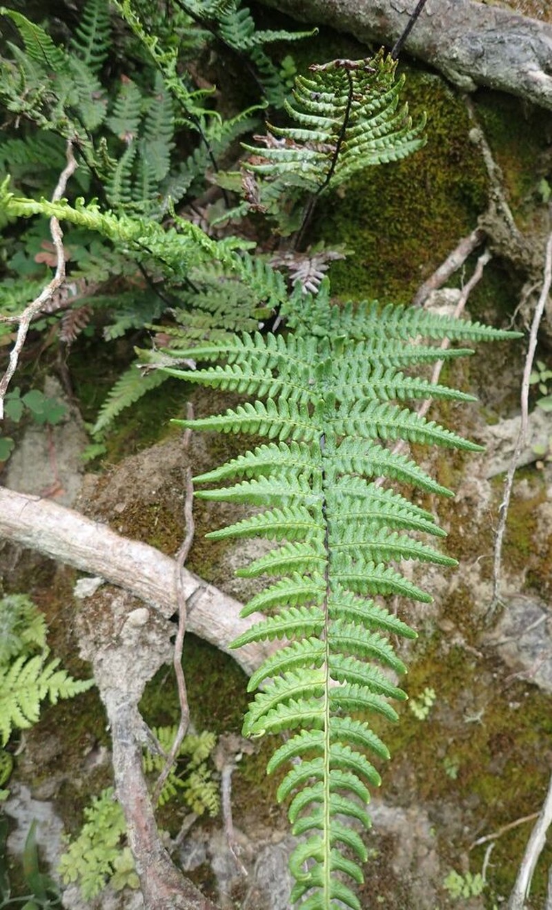 Mountain Silverback Fern photo 2
