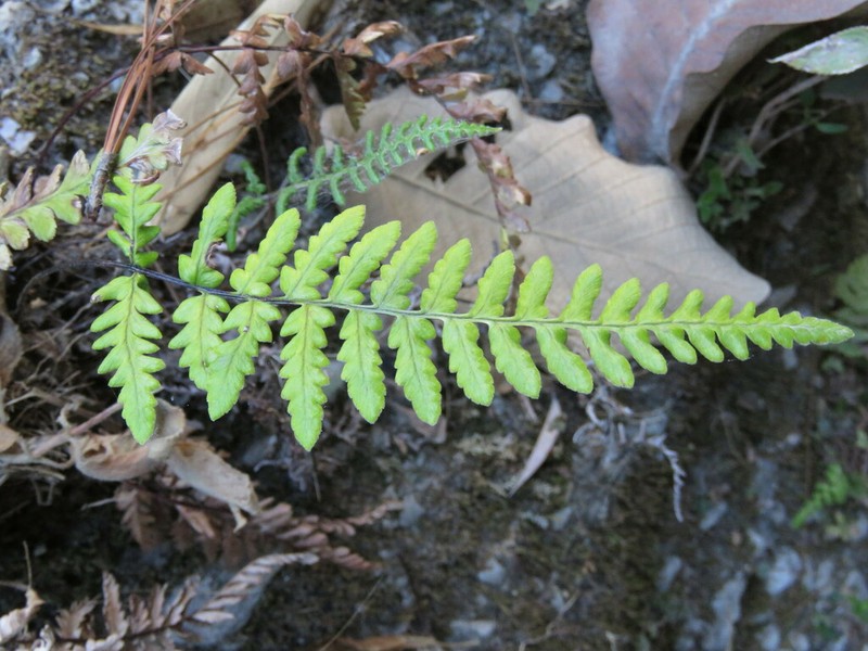 Mountain Silverback Fern photo 3