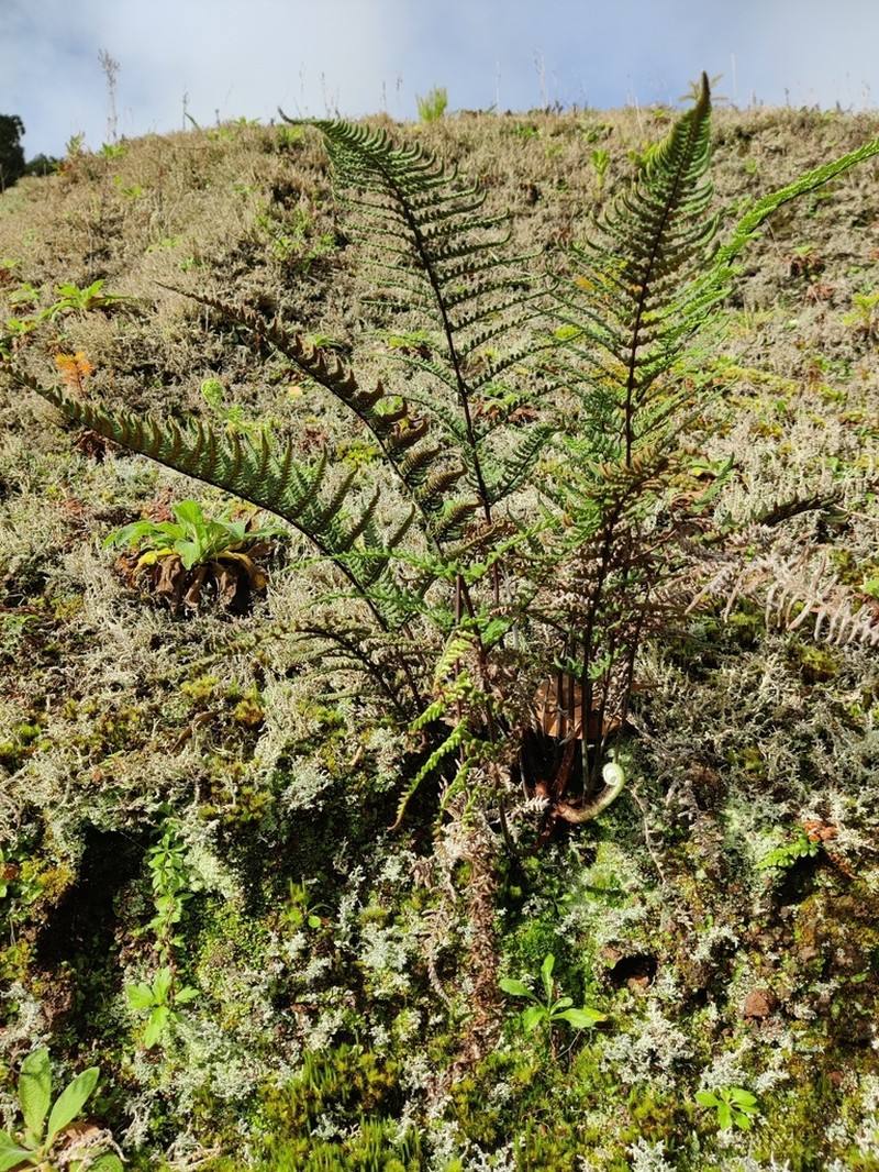 Mountain Silverback Fern photo 4