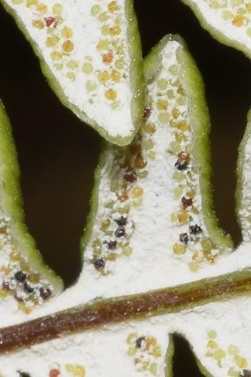 Mountain Silverback Fern photo 5