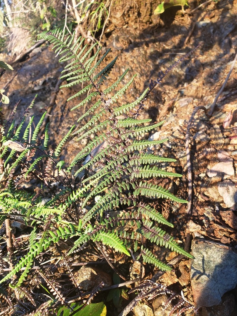 Mountain Silverback Fern photo 6