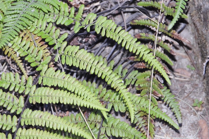 Mountain Silverback Fern photo 7