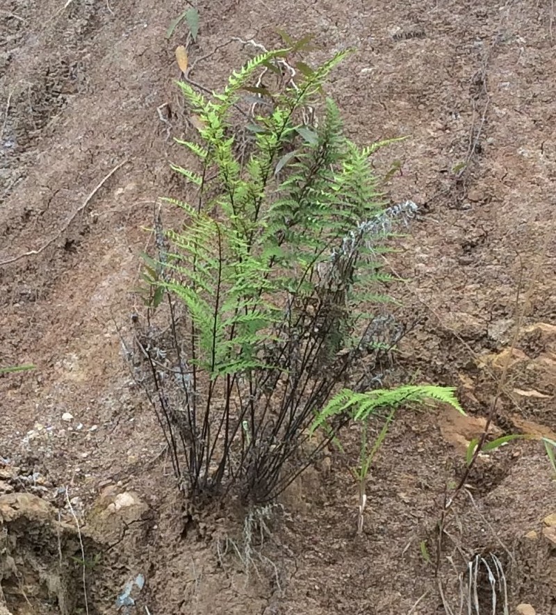 Mountain Silverback Fern photo 8