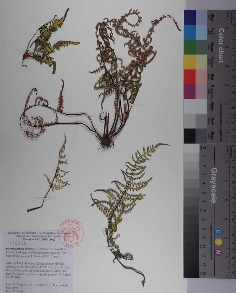 Pityrogramma ebenea var. aurata