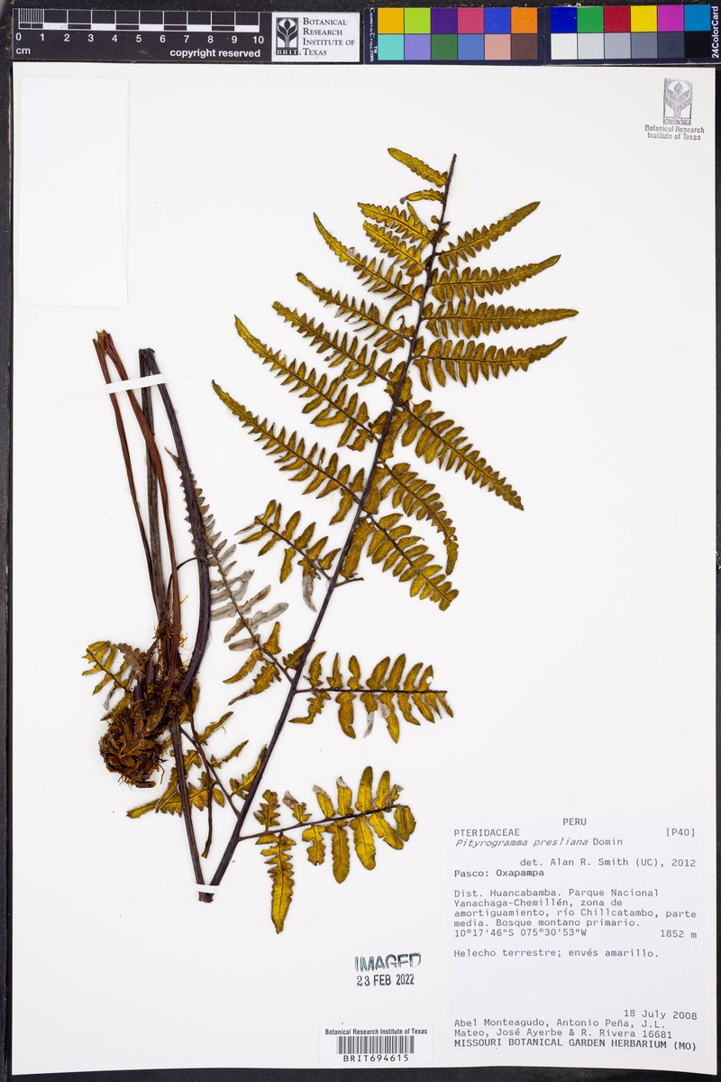 Pityrogramma ebenea var. aurata photo 2