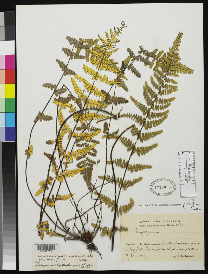 Pityrogramma euchrysa