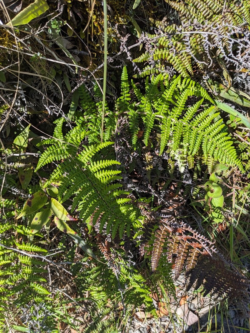 Pityrogramma ferruginea