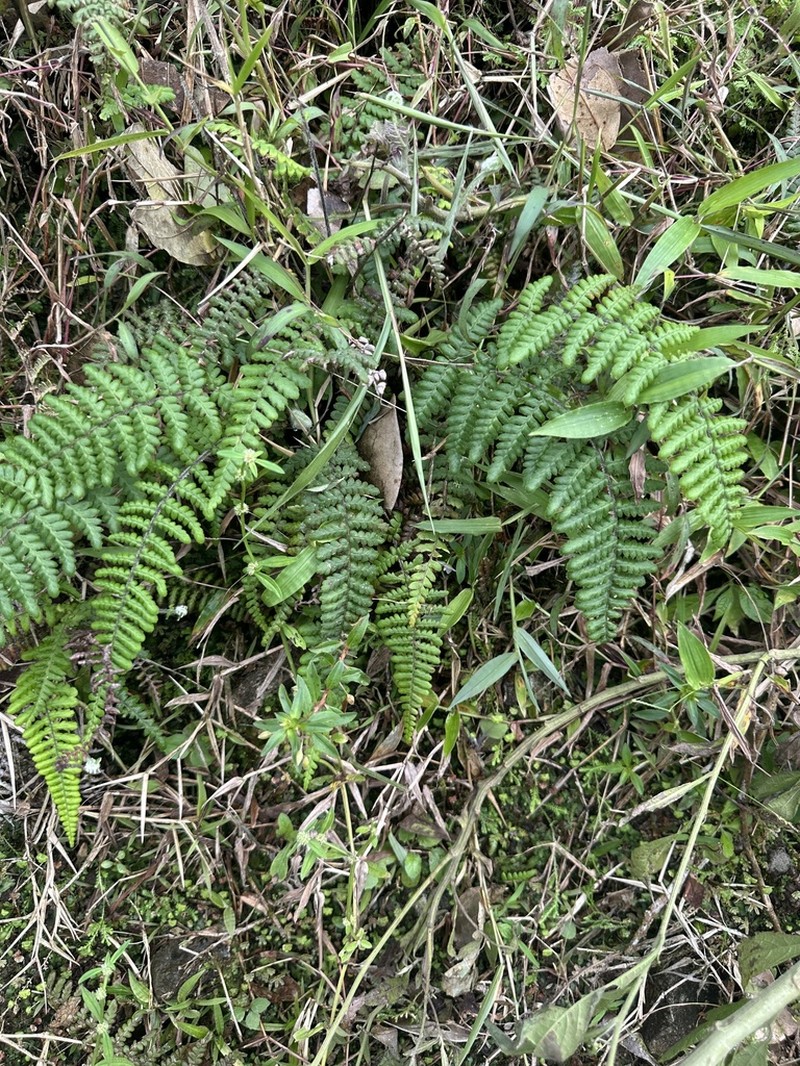 Pityrogramma ferruginea photo 2