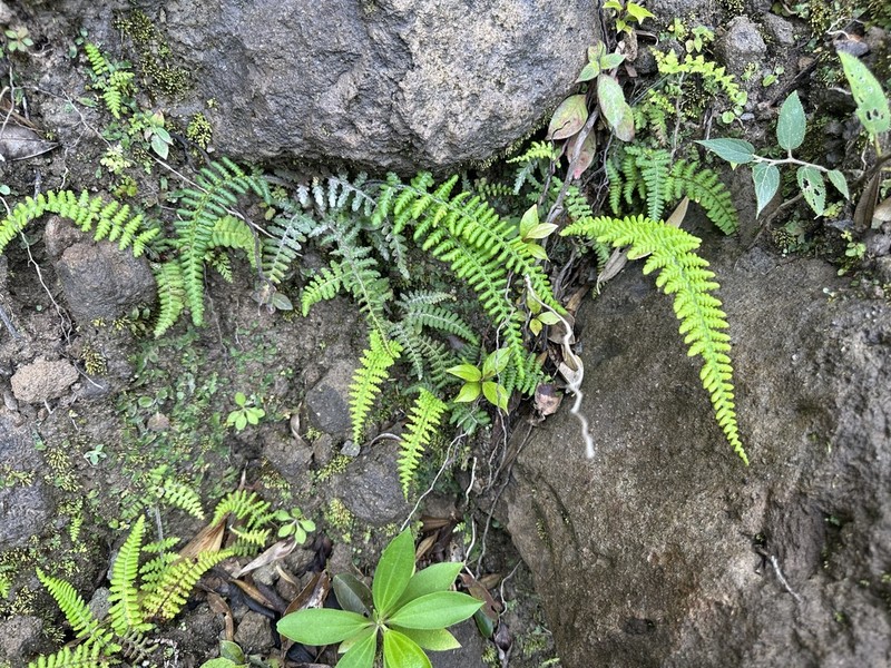 Pityrogramma ferruginea photo 3