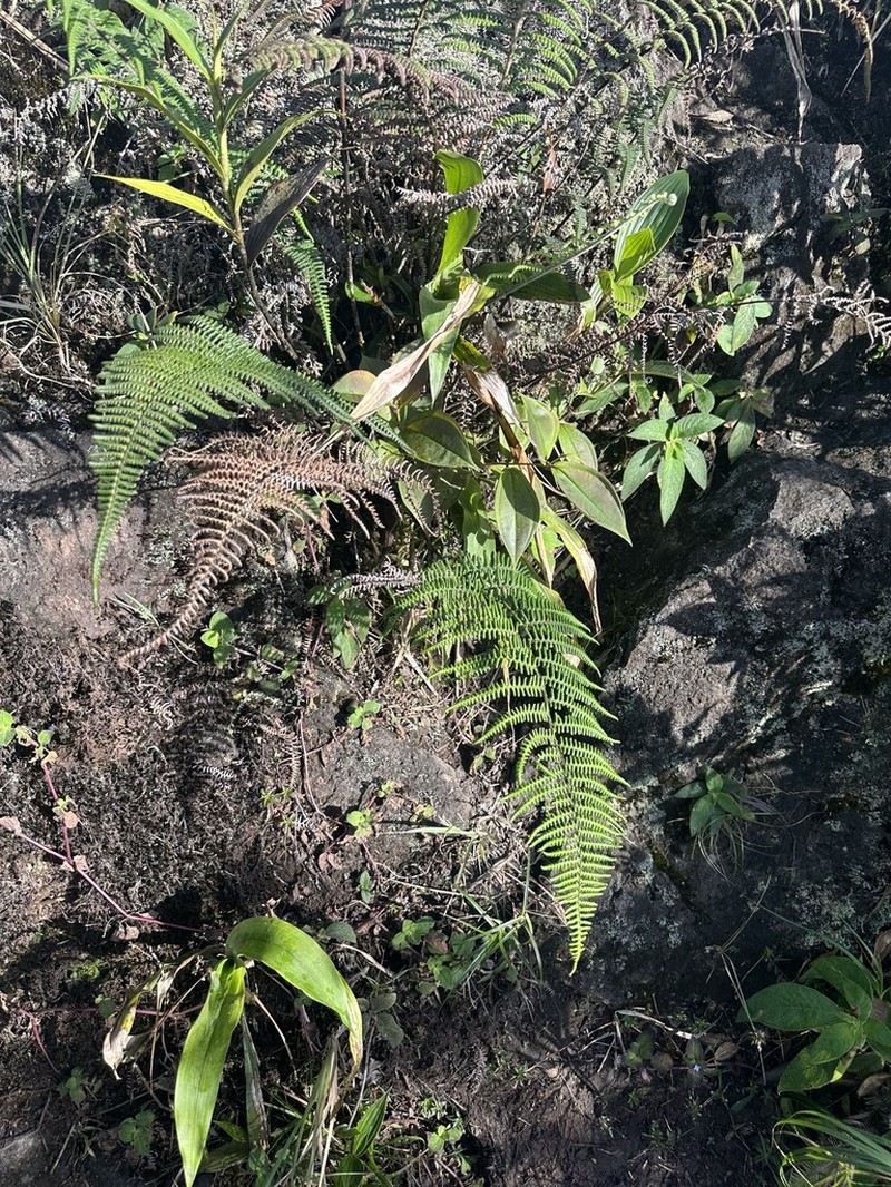 Pityrogramma ferruginea photo 5