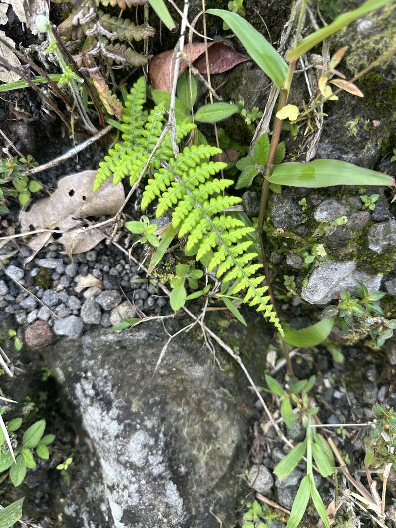 Pityrogramma ferruginea photo 6