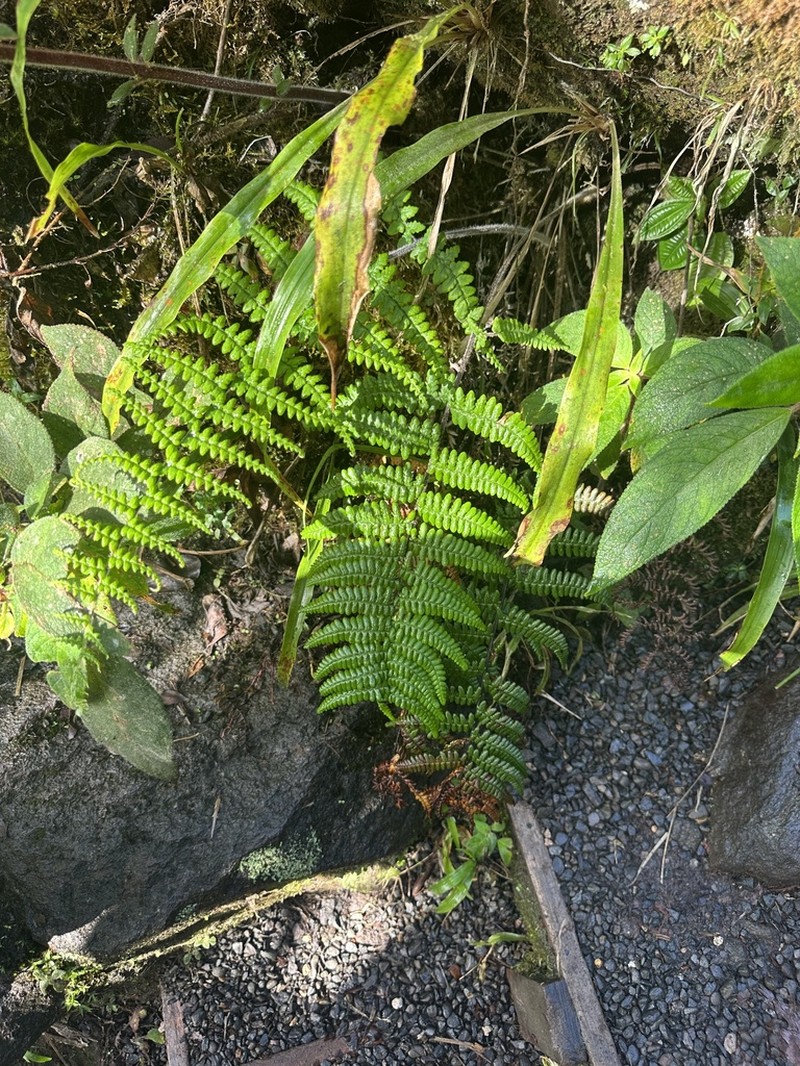Pityrogramma ferruginea photo 7