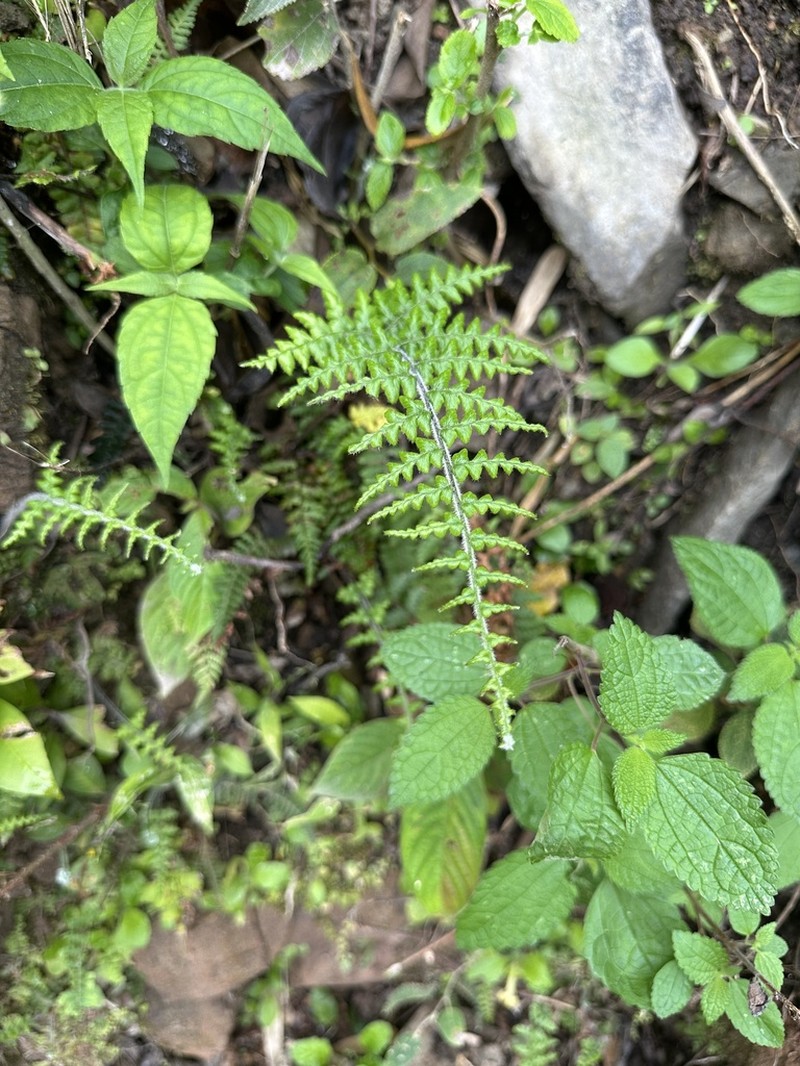 Pityrogramma ferruginea photo 8