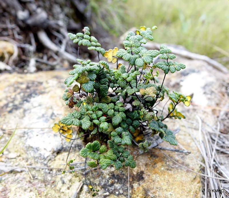 Pityrogramma humbertii
