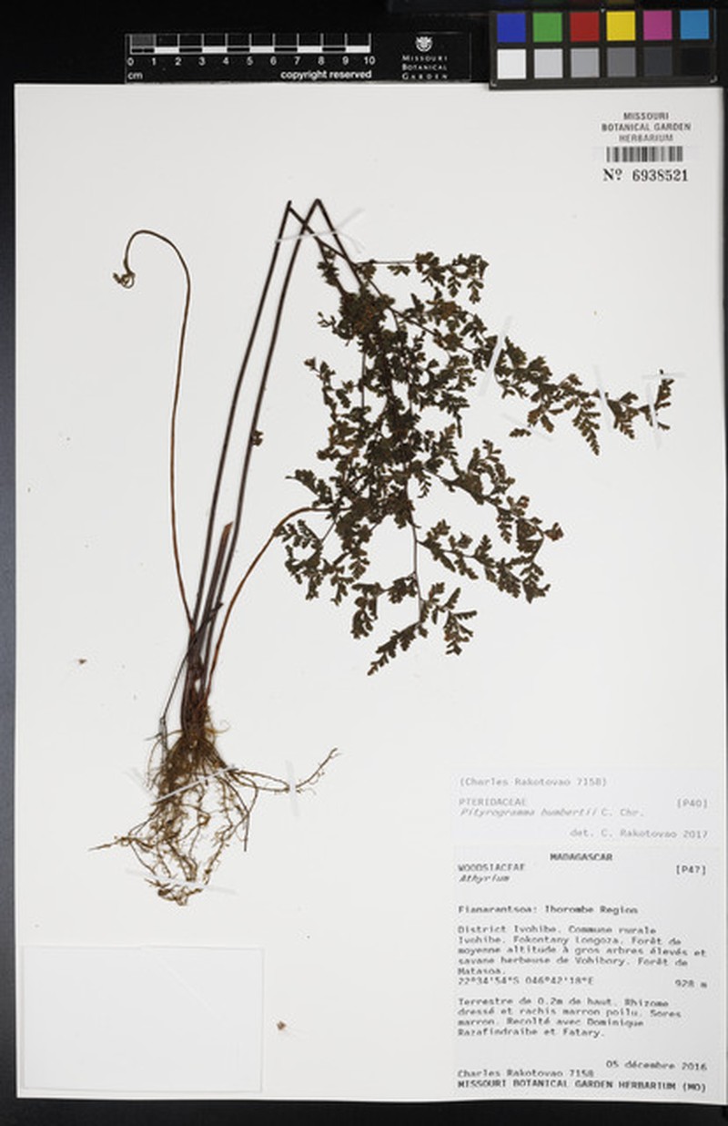 Pityrogramma humbertii photo 2
