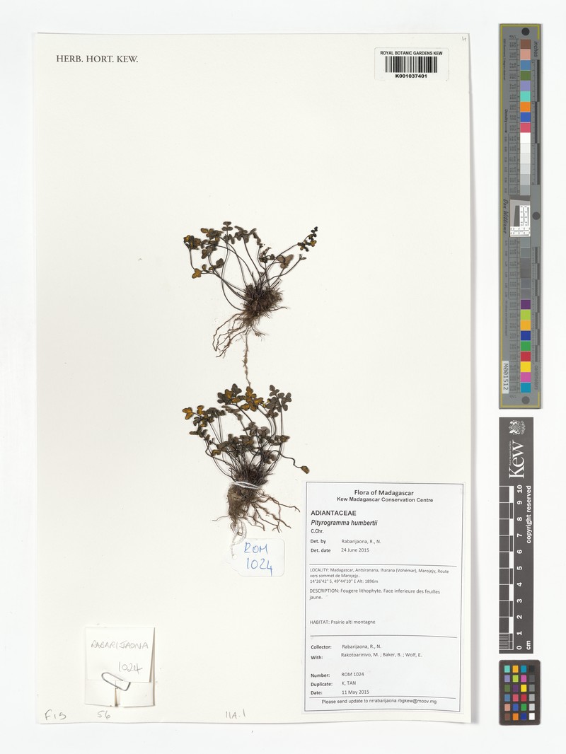 Pityrogramma humbertii photo 3