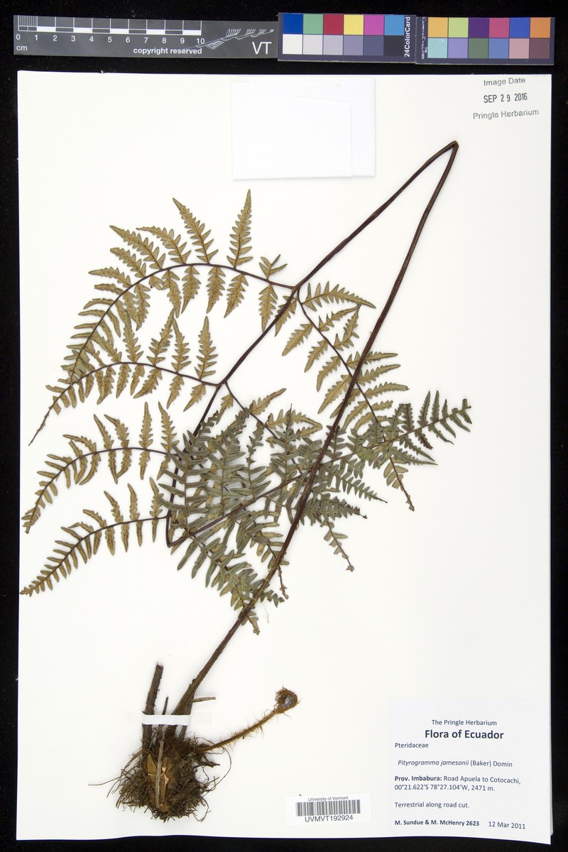 Pityrogramma jamesonii