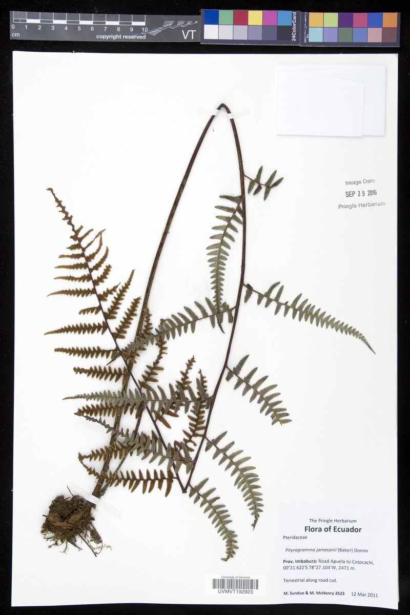 Pityrogramma jamesonii photo 2