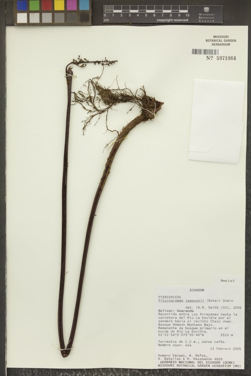 Pityrogramma jamesonii photo 3