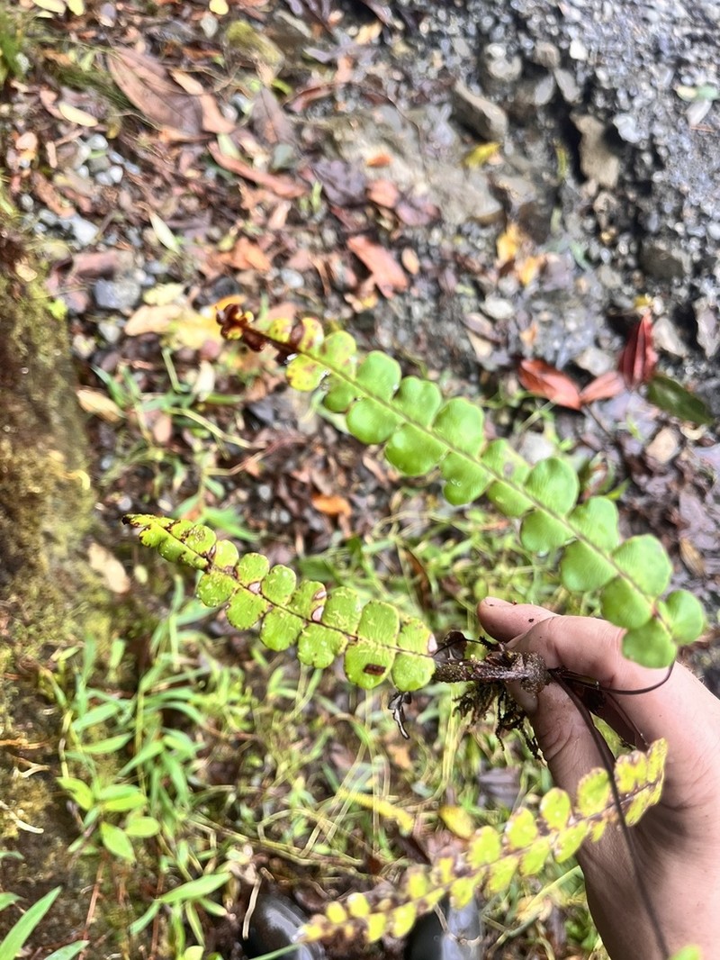 Pityrogramma lehmannii