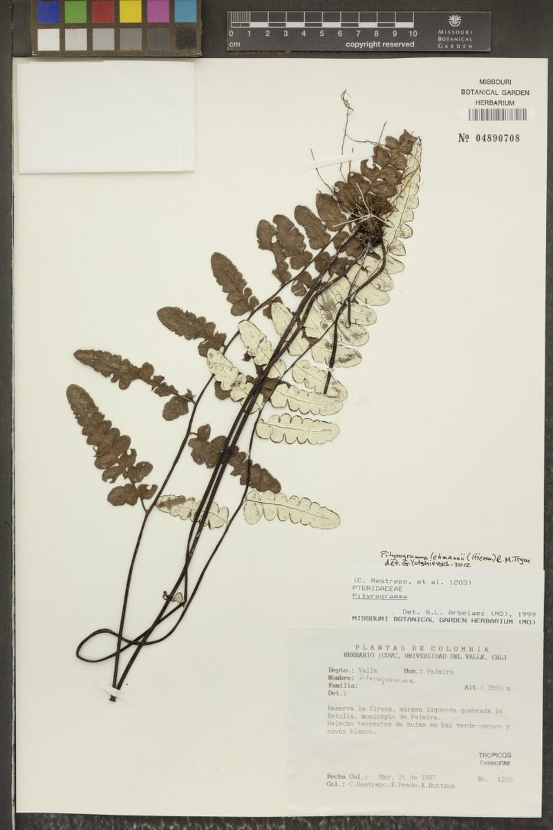 Pityrogramma lehmannii photo 2