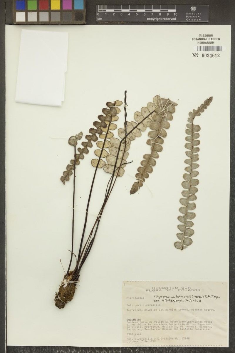 Pityrogramma lehmannii photo 3
