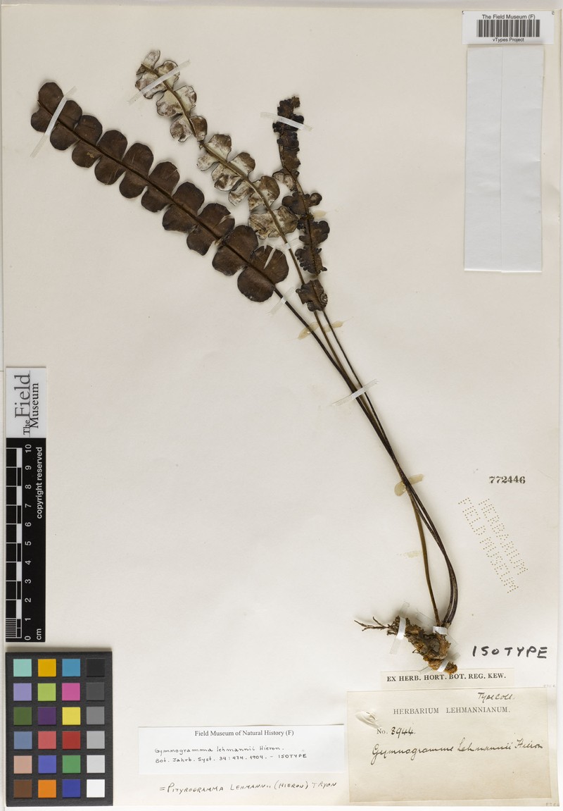 Pityrogramma lehmannii photo 4