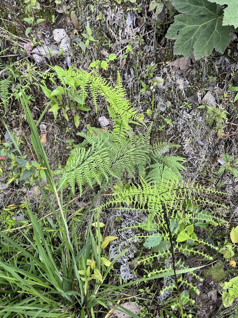 Pityrogramma ochracea