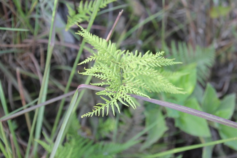 Pityrogramma ochracea photo 2