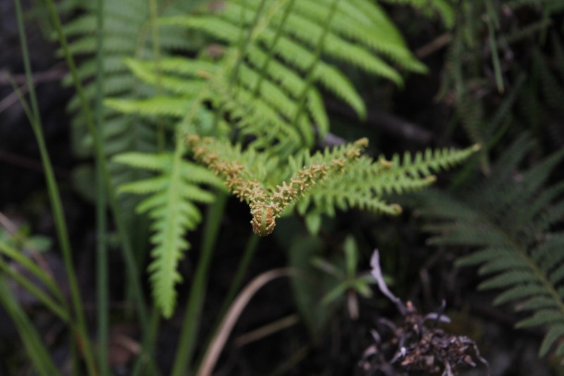 Pityrogramma ochracea photo 3