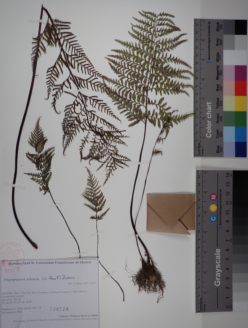 Pityrogramma ochracea photo 5