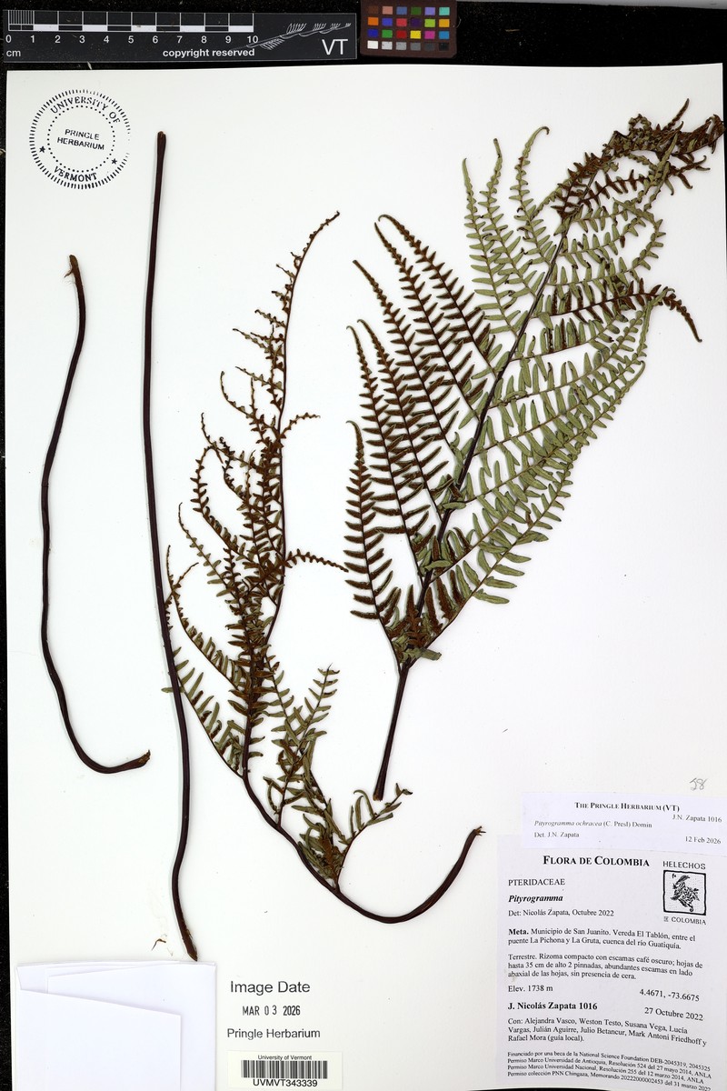 Pityrogramma ochracea photo 6
