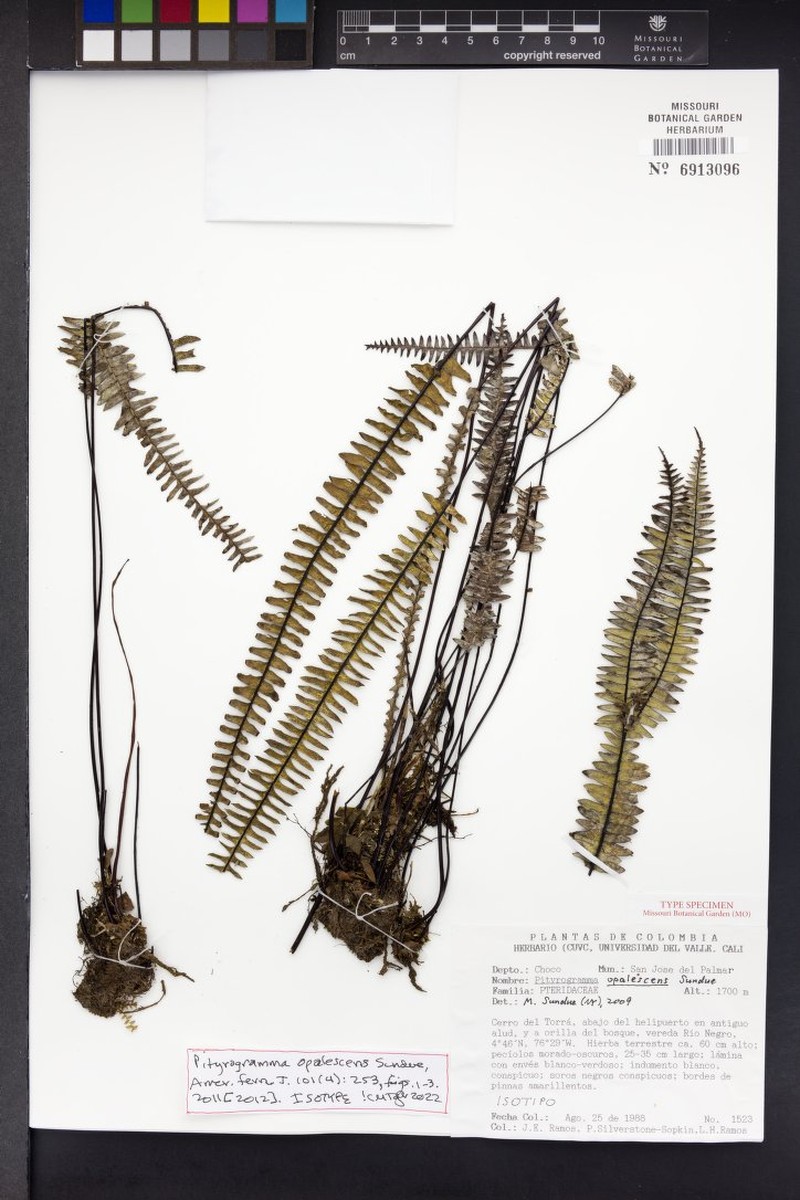 Pityrogramma opalescens