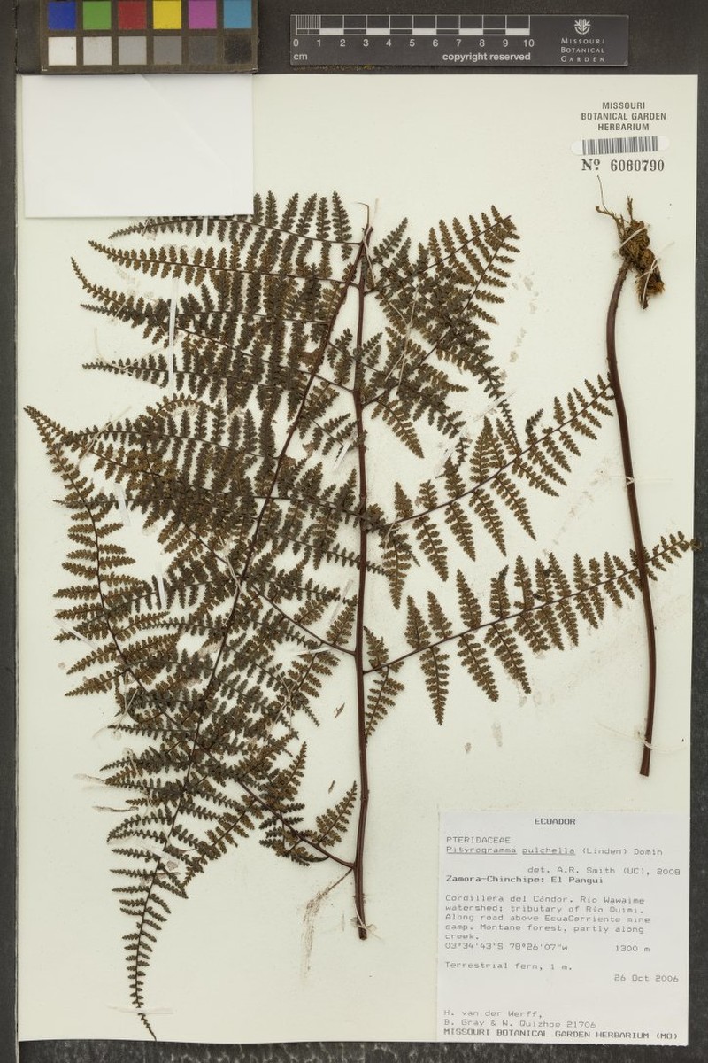 Pityrogramma pulchella