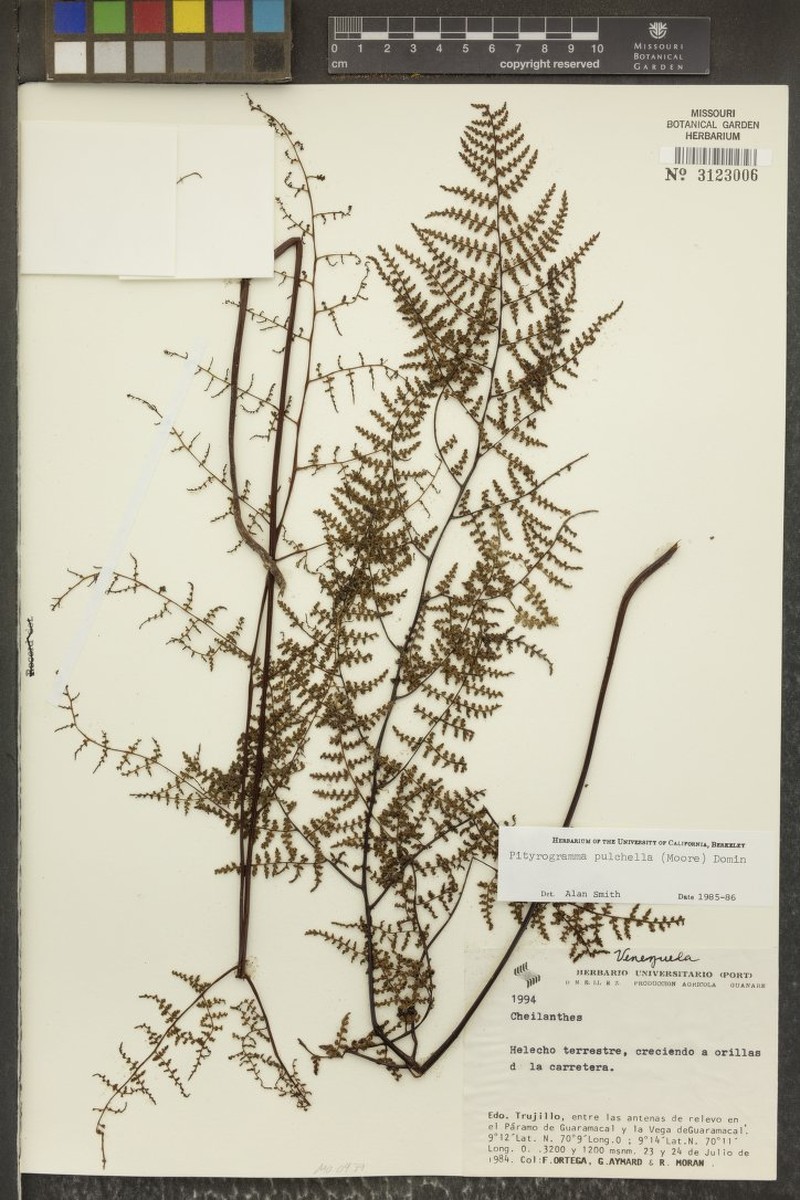 Pityrogramma pulchella photo 2