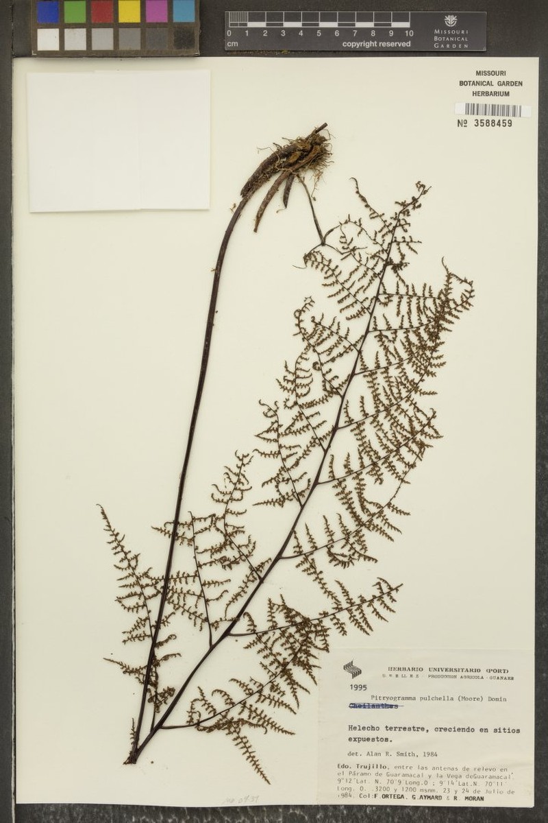 Pityrogramma pulchella photo 3