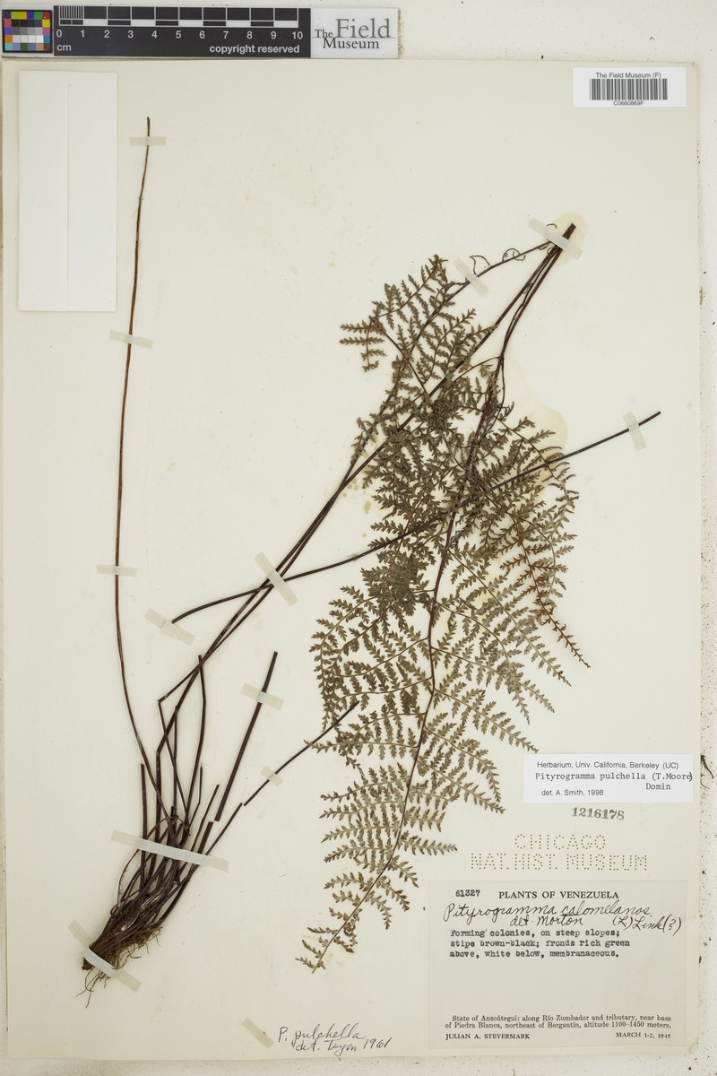 Pityrogramma pulchella photo 4