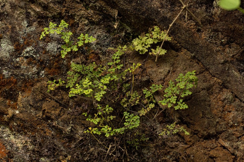 Pityrogramma rupicola